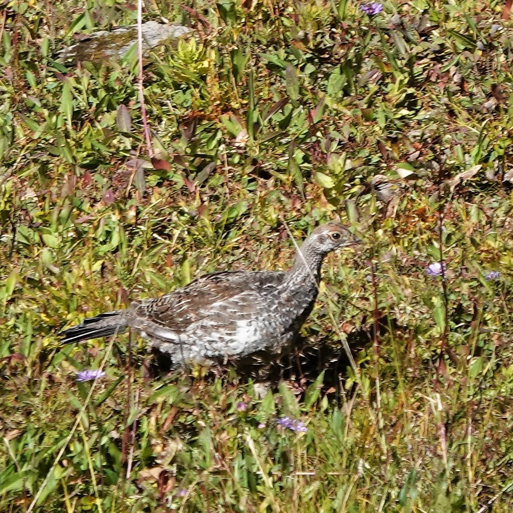 Dusky Grouse - ML608891750