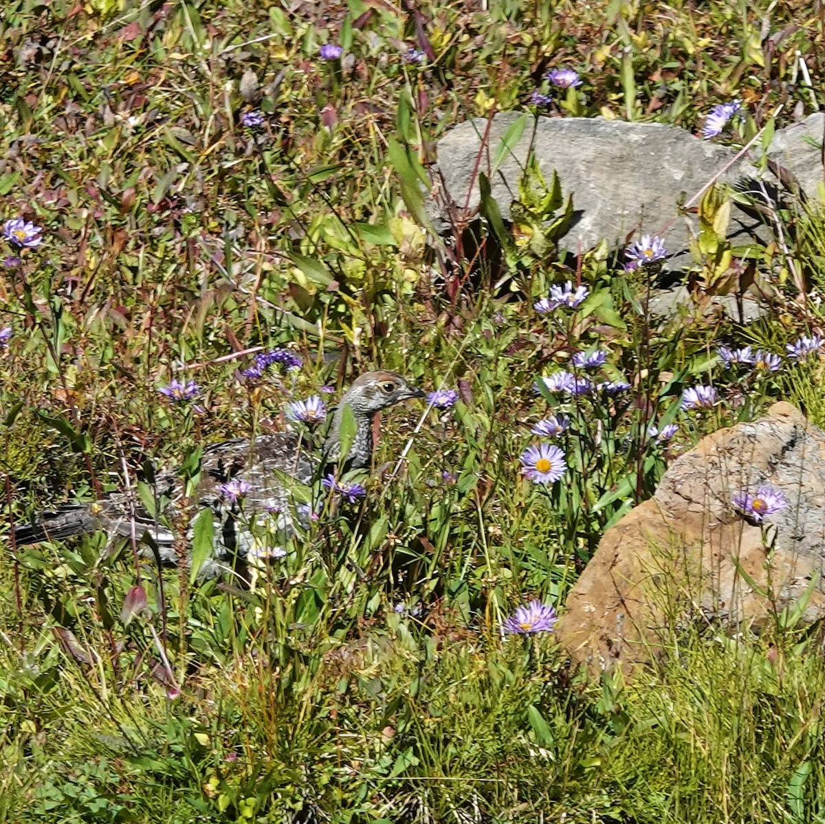 Dusky Grouse - ML608891751