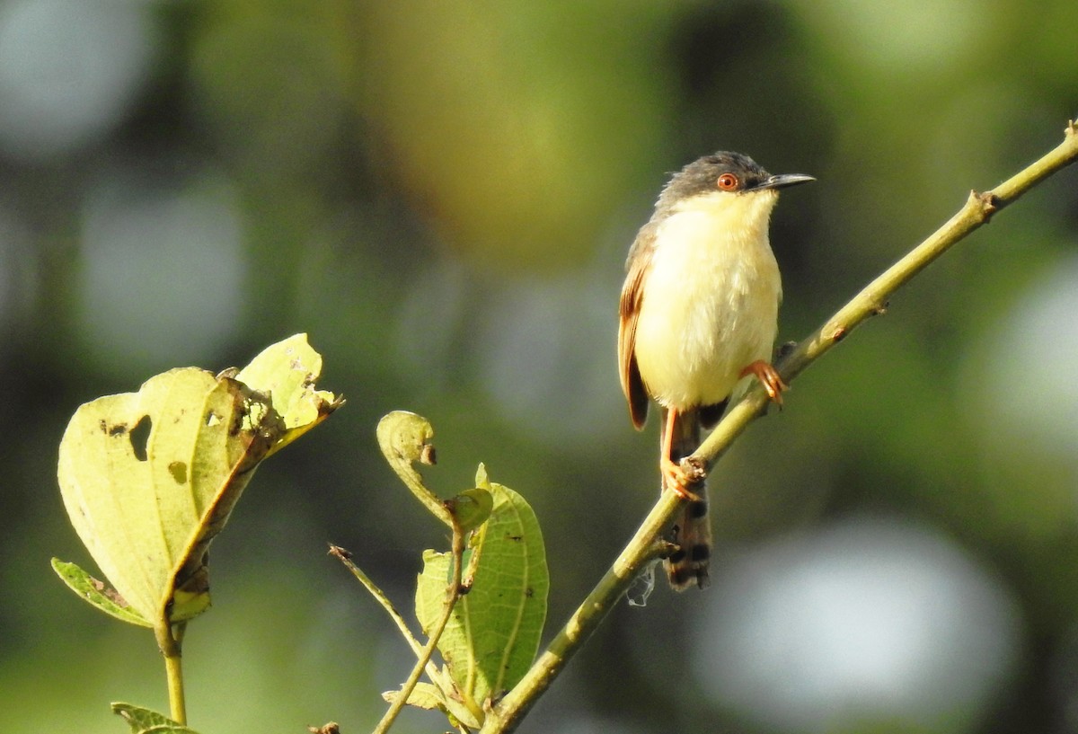 Ashy Prinia - ML608891779