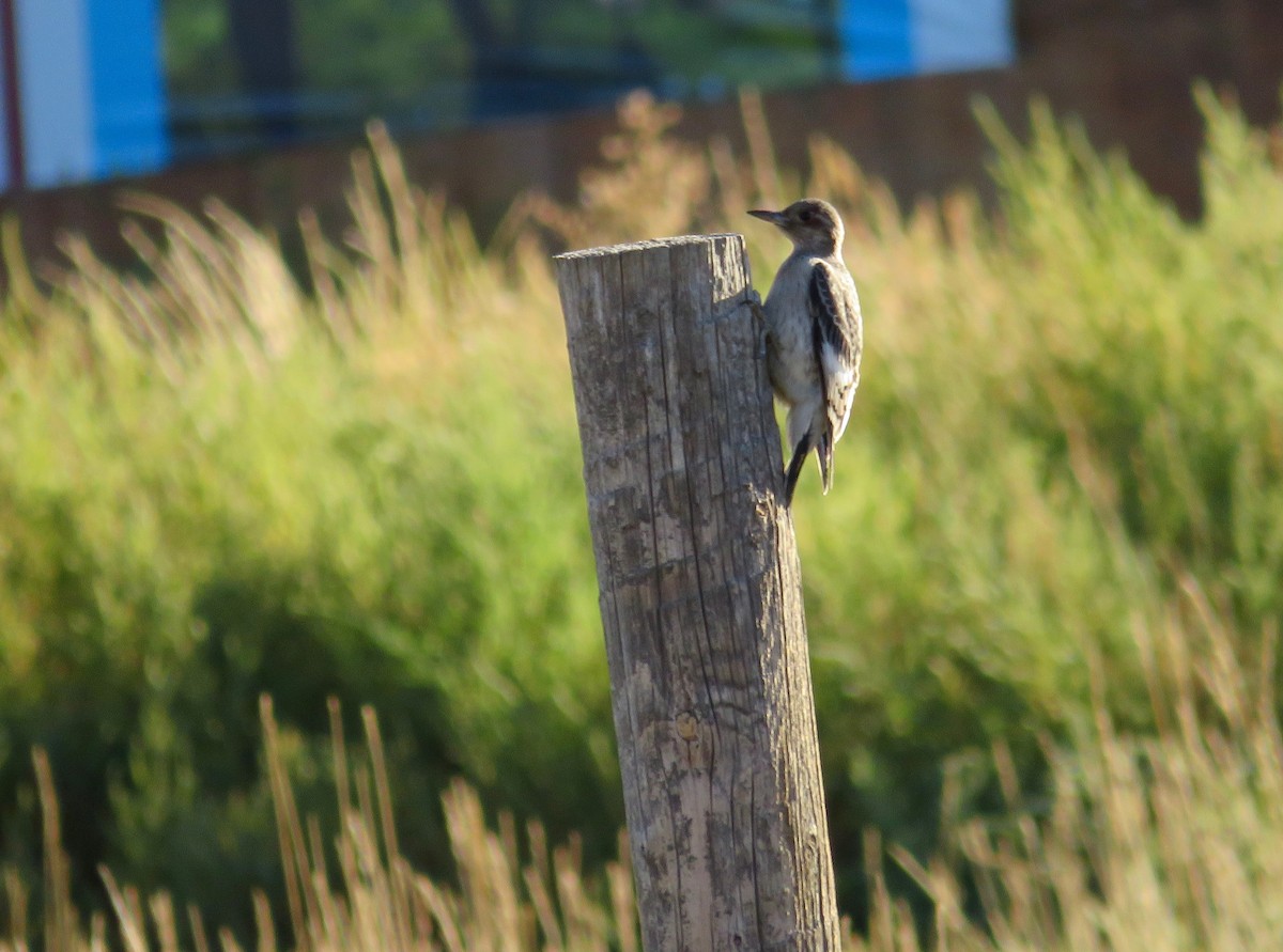 Red-headed Woodpecker - Al Zerbe