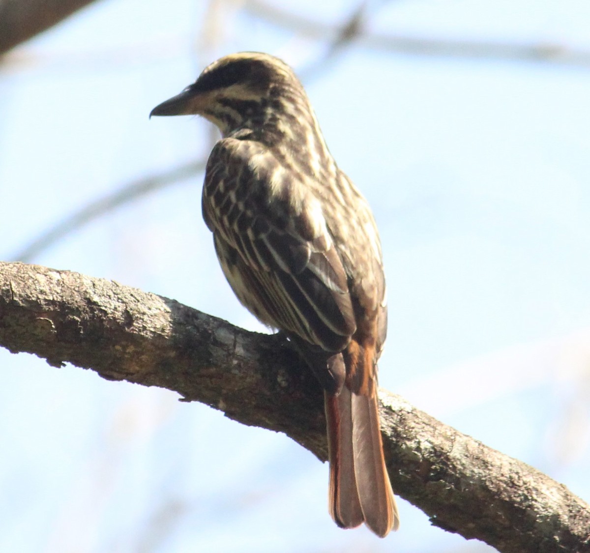 Streaked Flycatcher - ML608891827