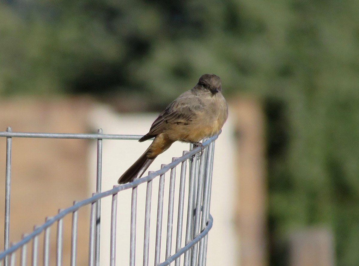 Say's Phoebe - ML608891853