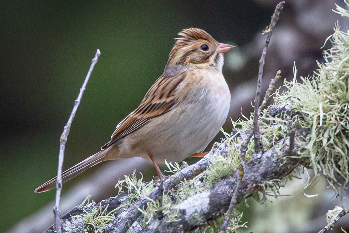 Clay-colored Sparrow - ML608891937