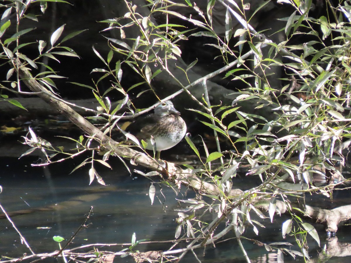 Wood Duck - ML608891969