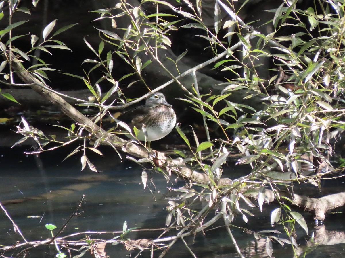 Wood Duck - ML608891970