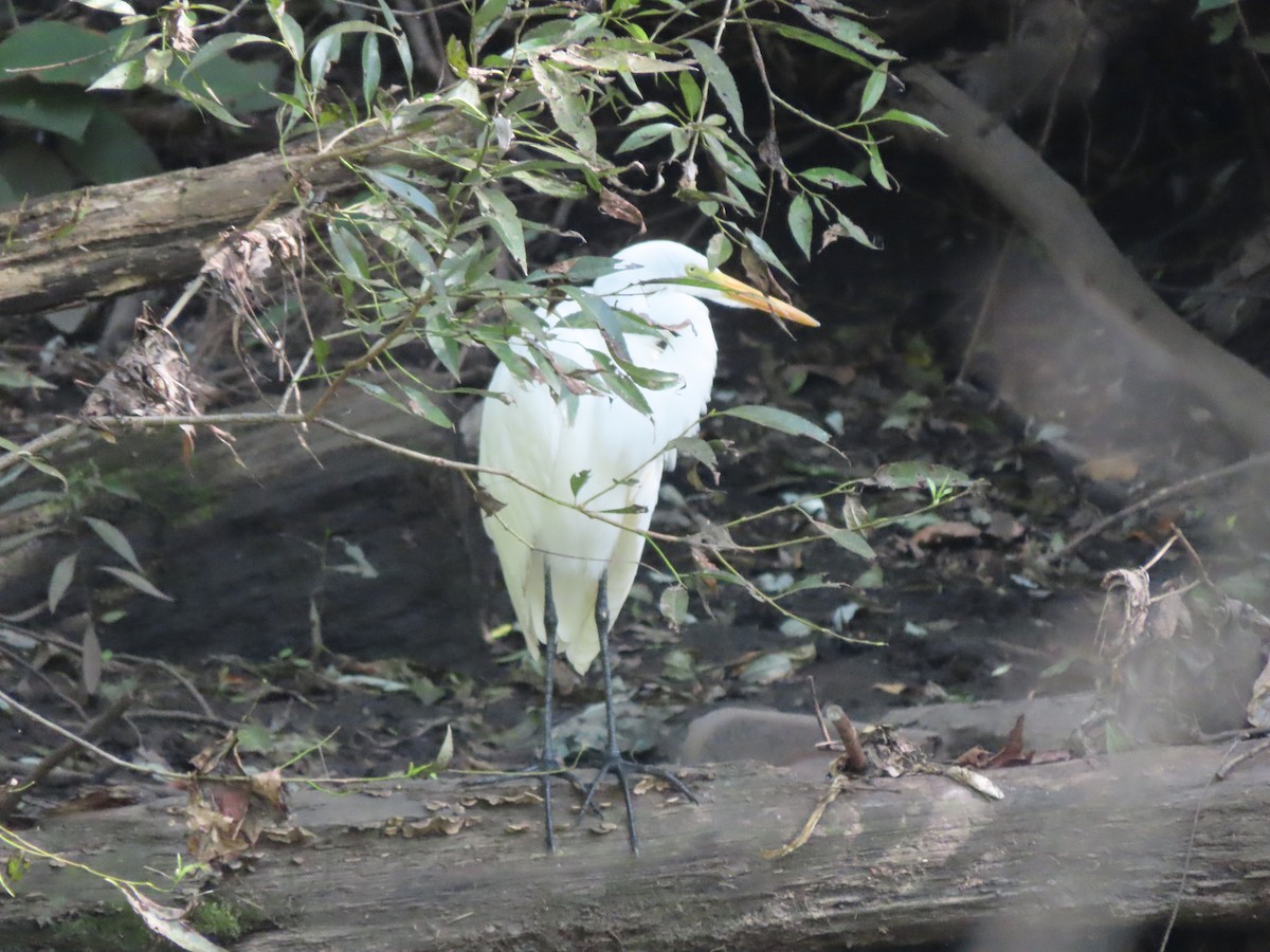 Great Egret - ML608891974