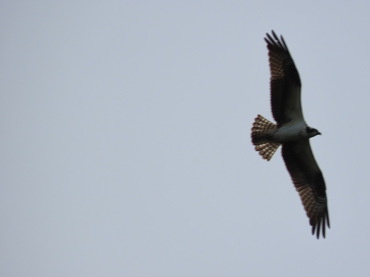 Osprey - Rick Wright