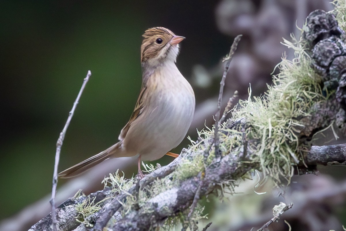 Clay-colored Sparrow - ML608892123