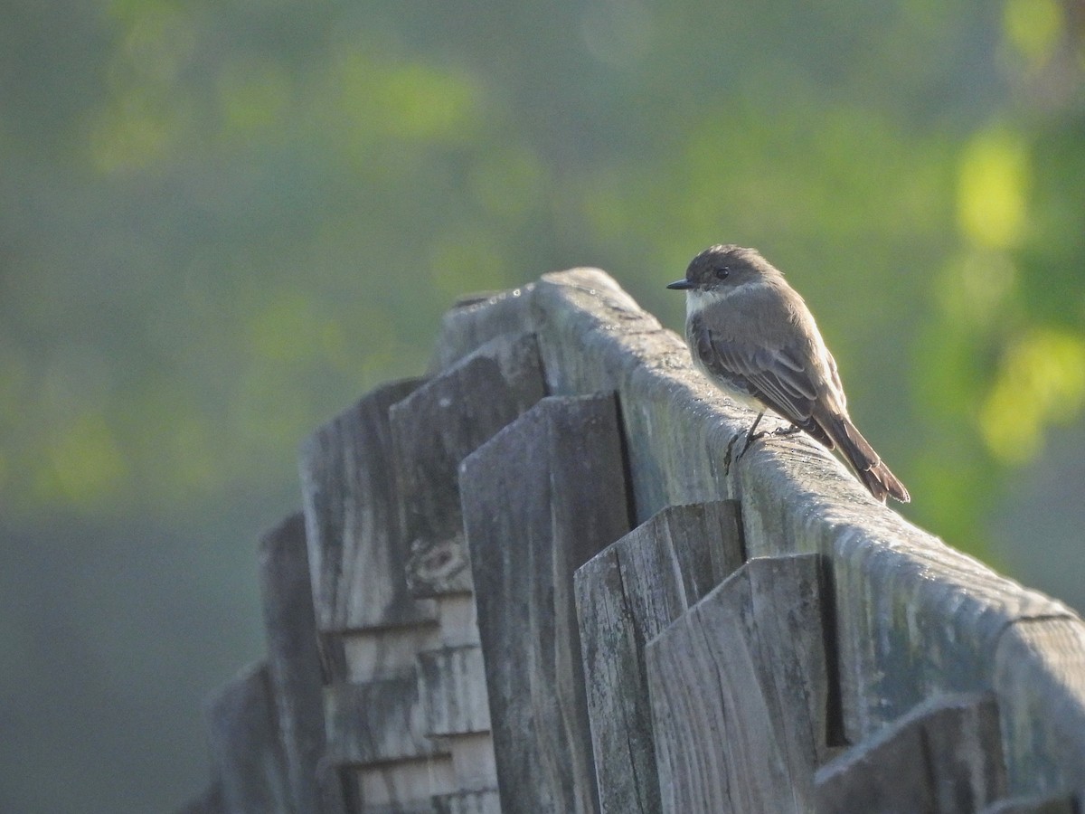 Eastern Phoebe - ML608892134