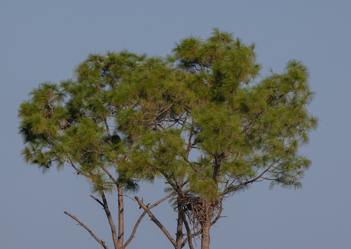 Bald Eagle - ML608892184