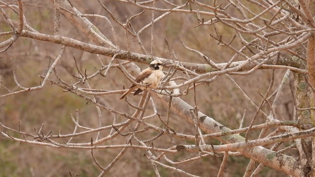 White-crowned Shrike - ML608892258