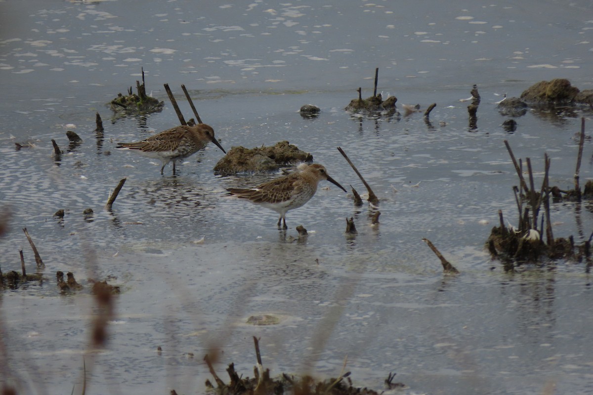 Dunlin - Matt  Doyle