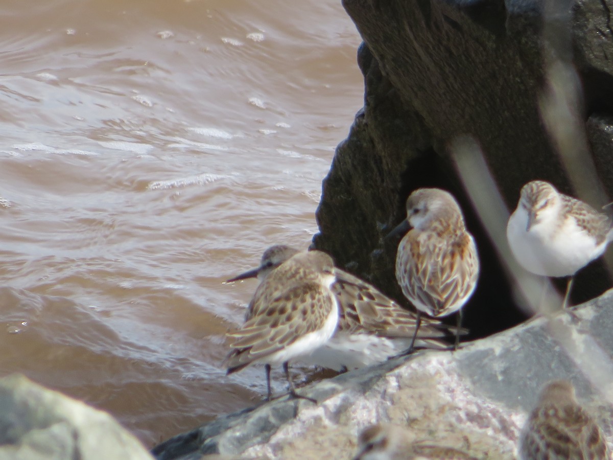 Western Sandpiper - ML608892303