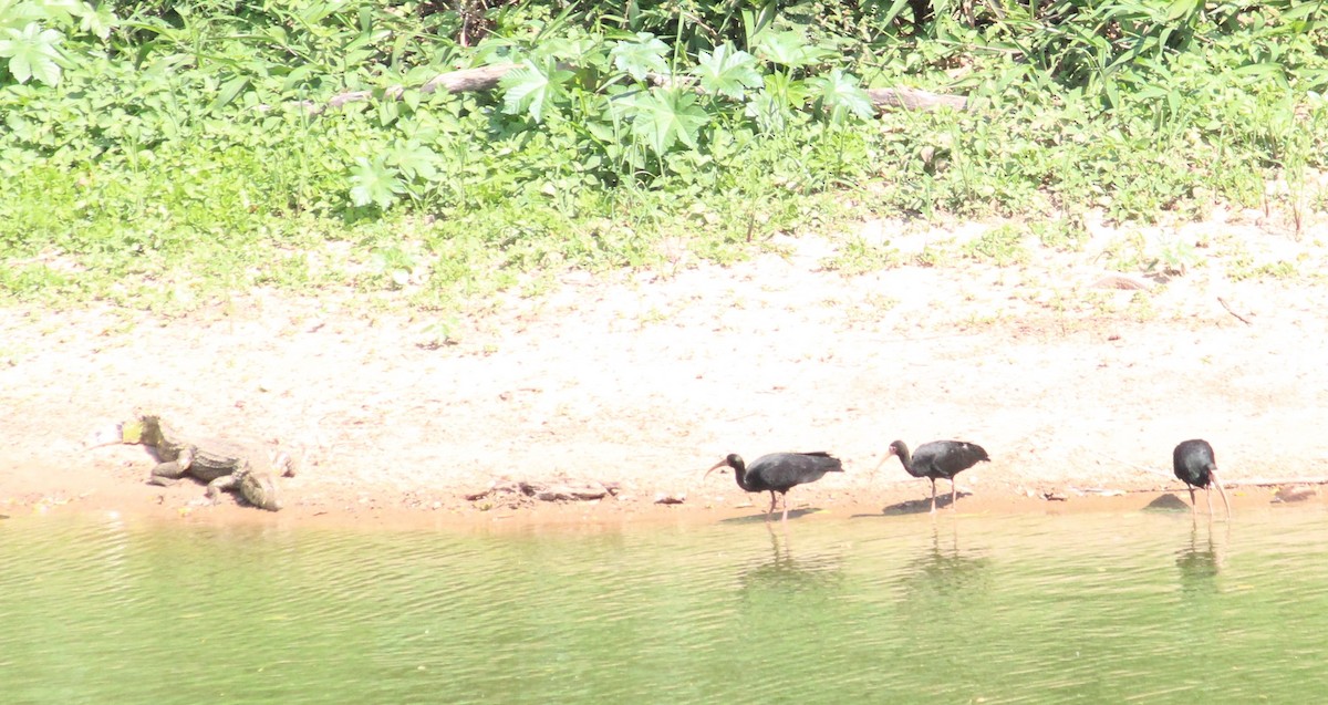 Bare-faced Ibis - ML608892332