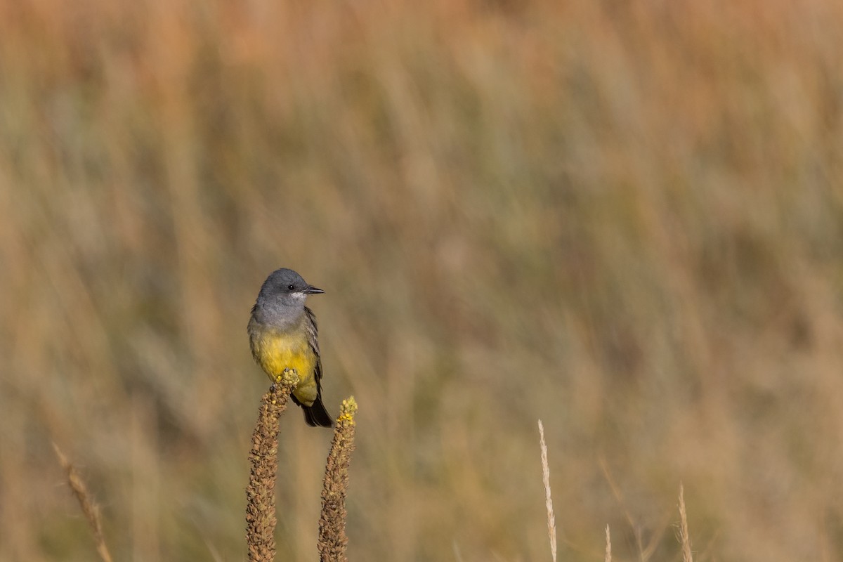 Cassin's Kingbird - ML608892379