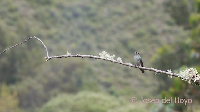 Green-and-white Hummingbird - ML608892646