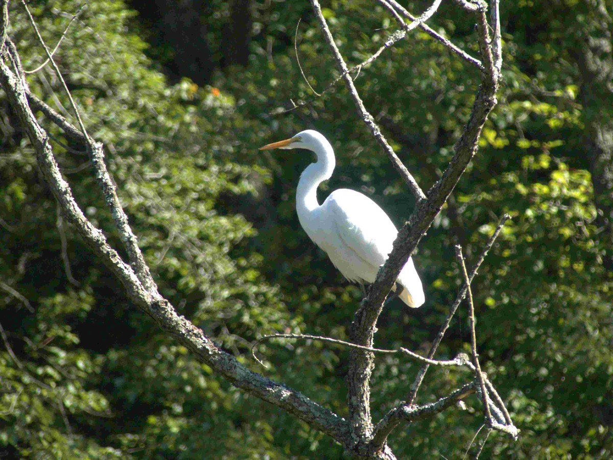 Great Egret - Andy Jenkins