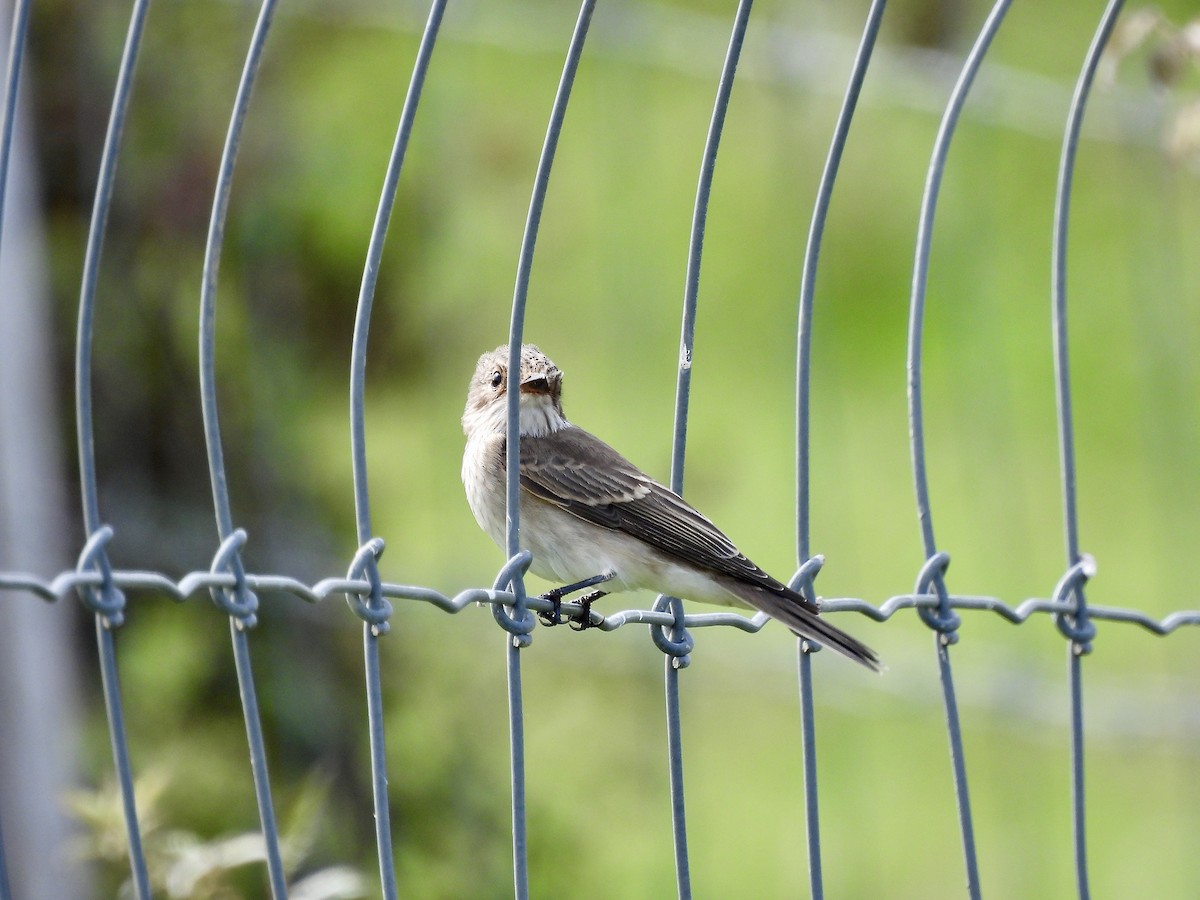 Spotted Flycatcher - ML608892703