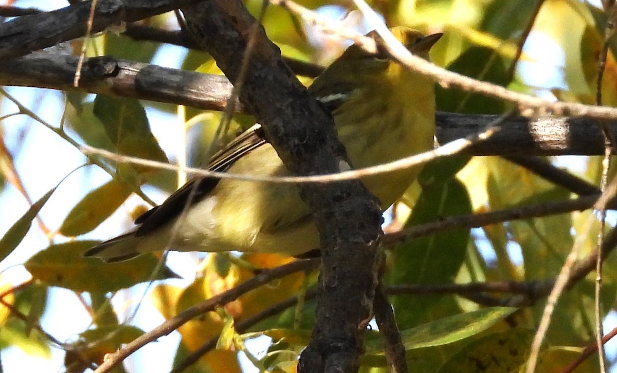 Blackpoll Warbler - Glenn Pannier