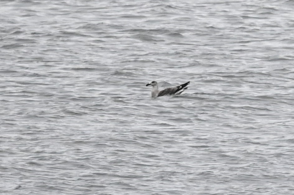 Great Black-backed Gull - ML608892794