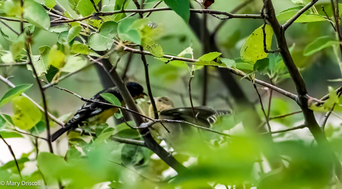 Lesser Goldfinch - ML608893080