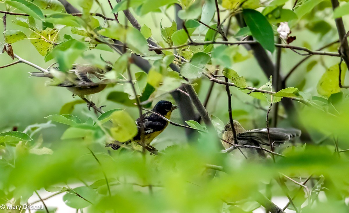 Lesser Goldfinch - ML608893084