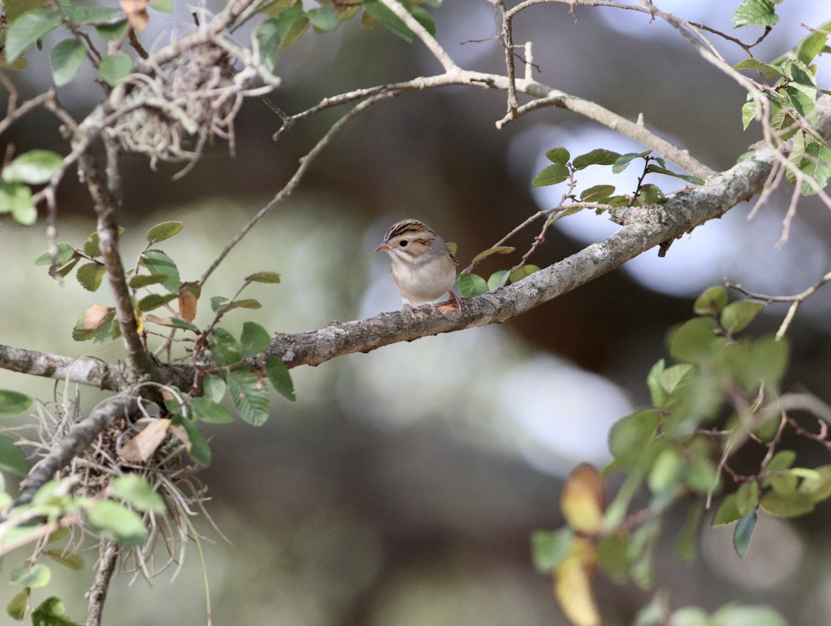 Clay-colored Sparrow - Rhonda Desormeaux