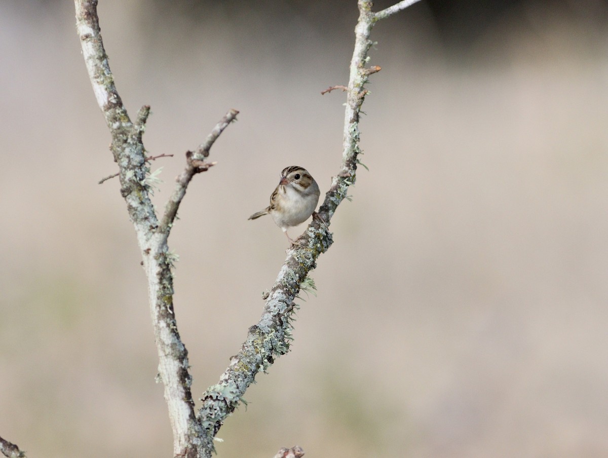 Clay-colored Sparrow - Rhonda Desormeaux