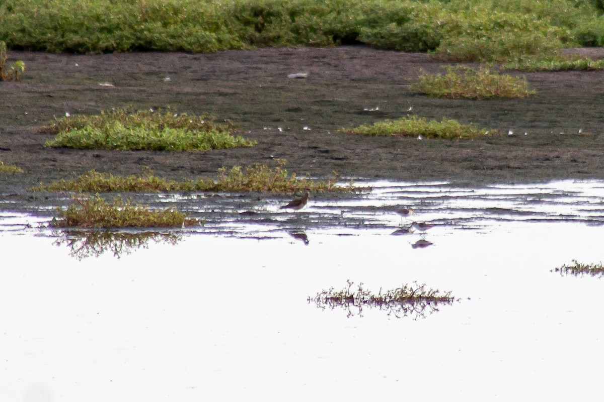 Pectoral Sandpiper - David Pluth