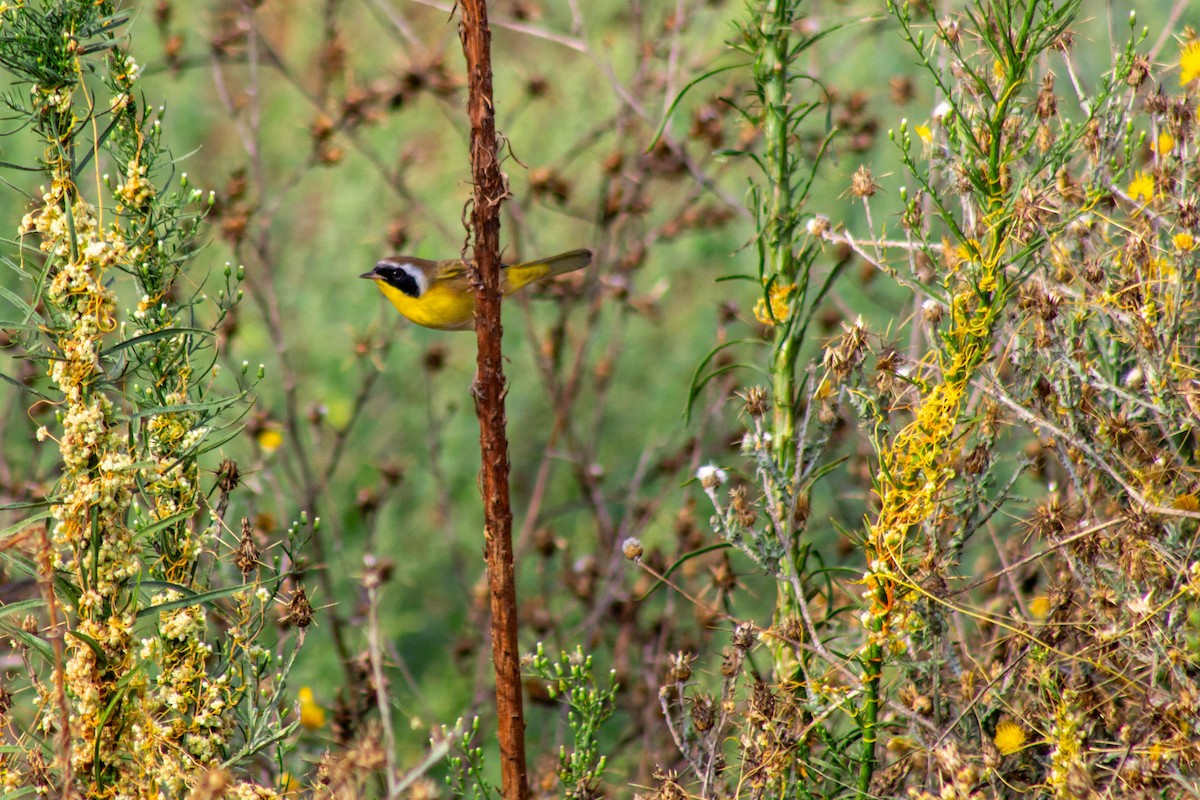 Common Yellowthroat - ML608893164