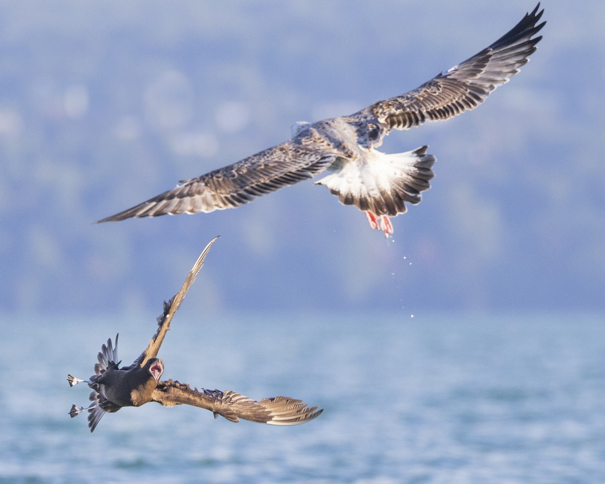 Parasitic Jaeger - ML608893179