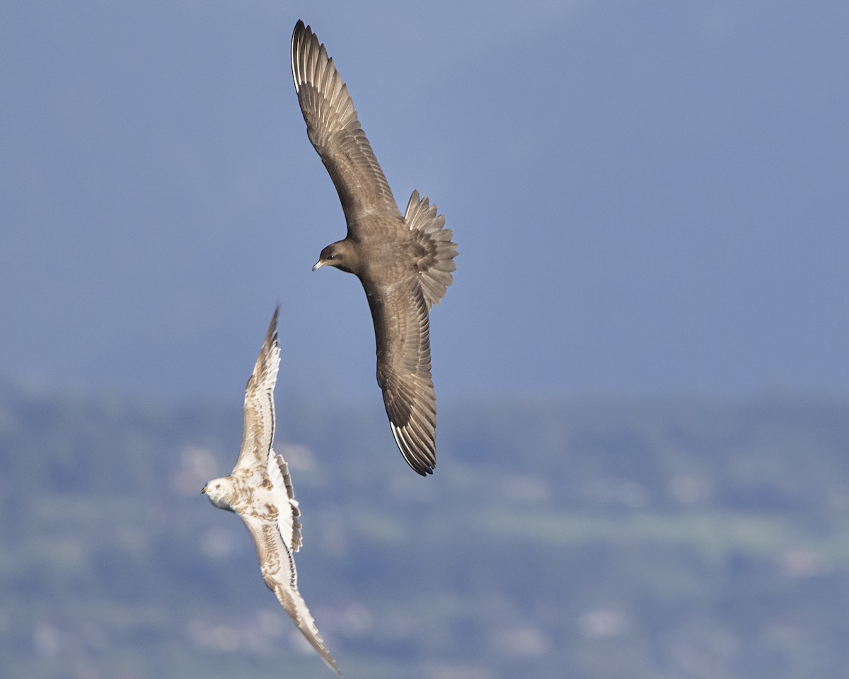 Parasitic Jaeger - ML608893195