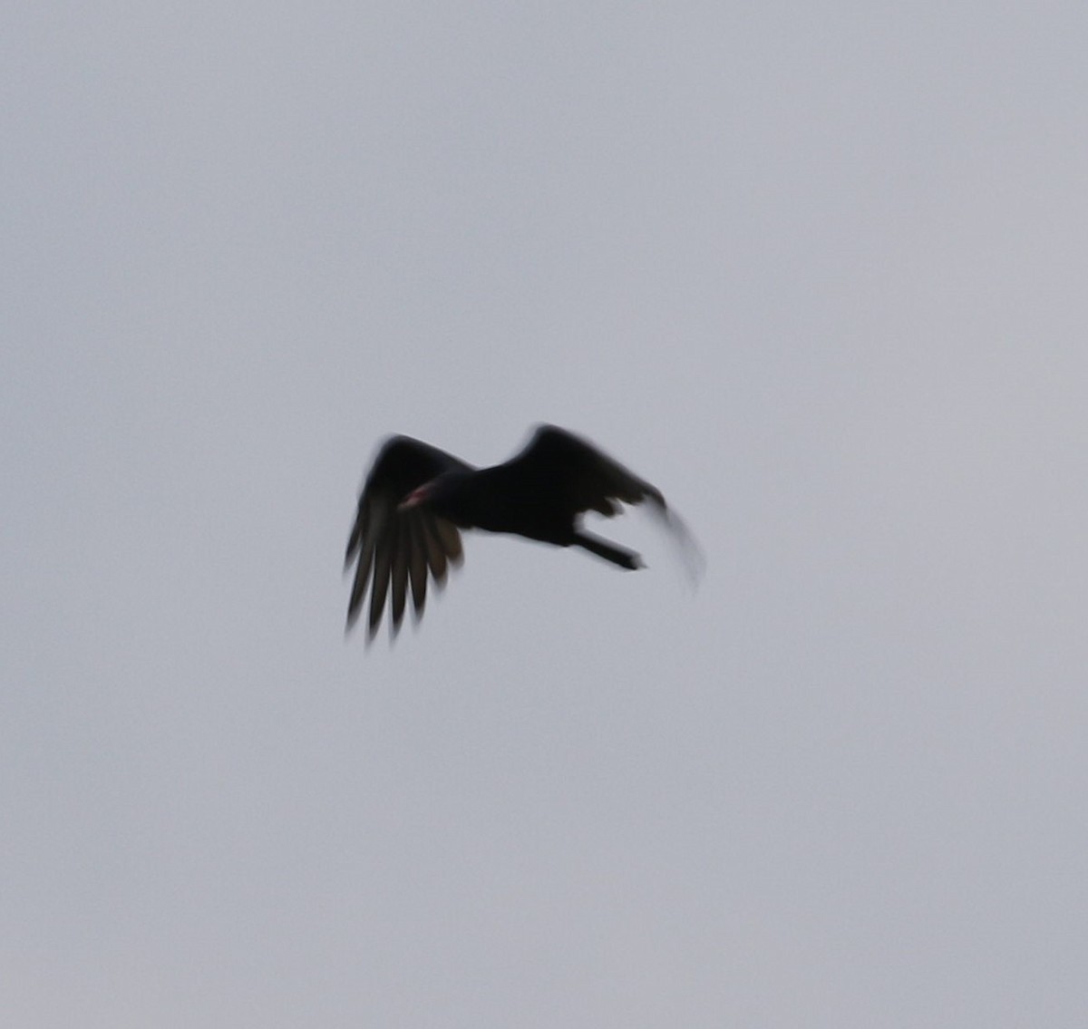 Turkey Vulture - ML608893230