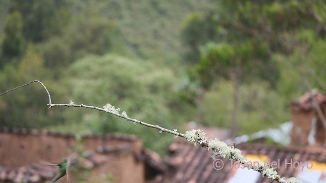 Green-and-white Hummingbird - ML608893233