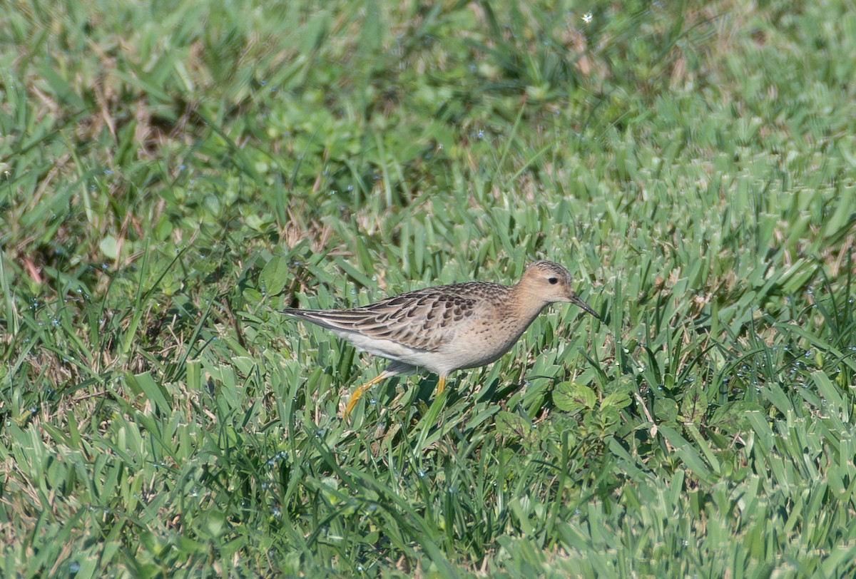 Buff-breasted Sandpiper - ML608893262