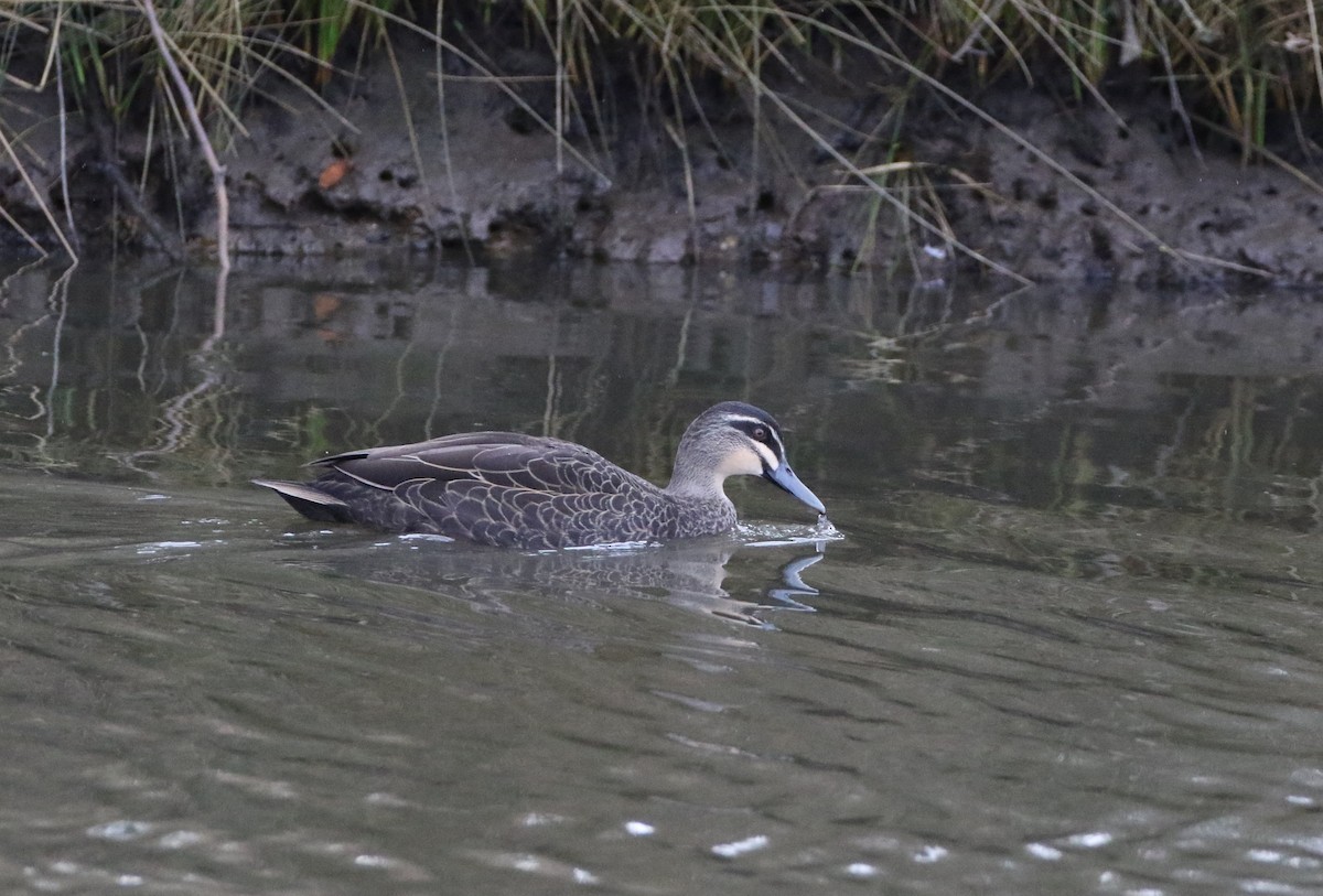 Pacific Black Duck - ML608893315