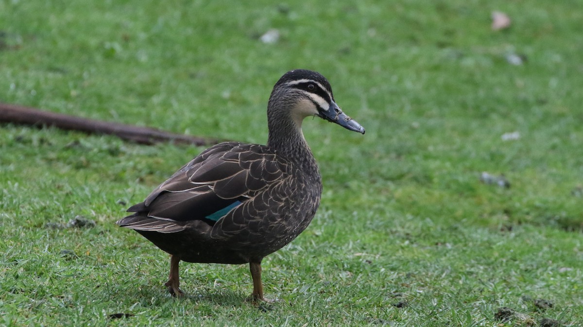 Pacific Black Duck - ML608893316