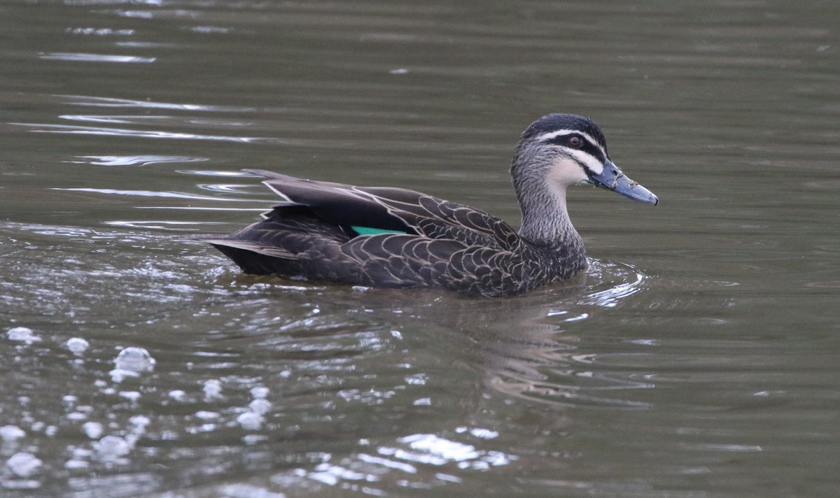 Pacific Black Duck - ML608893317