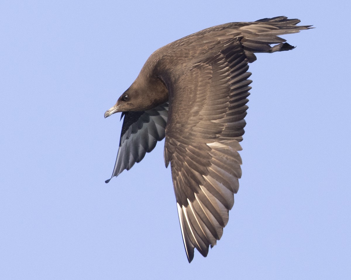 Parasitic Jaeger - ML608893320