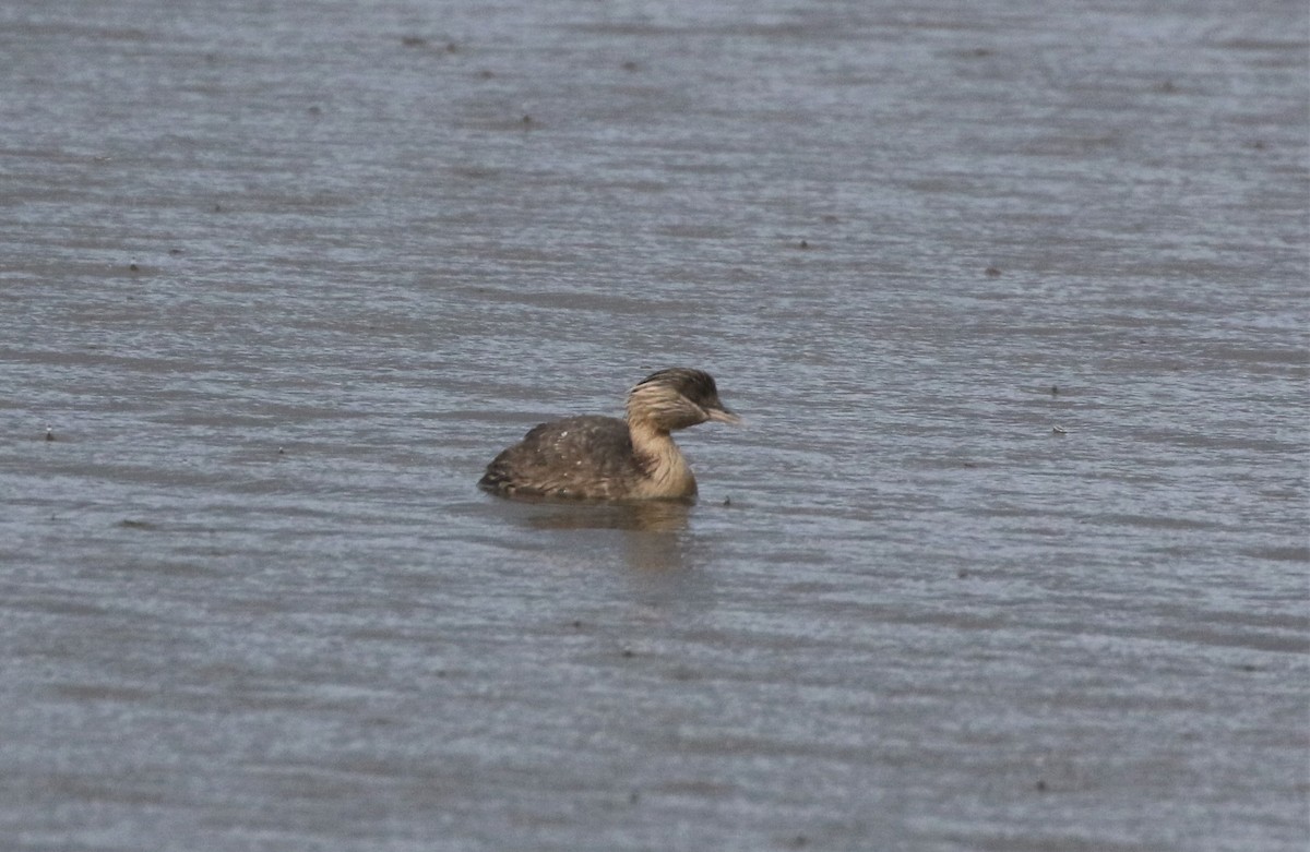 Hoary-headed Grebe - ML608893366