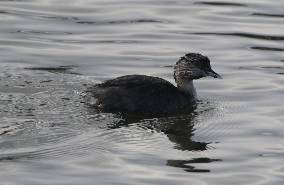 Hoary-headed Grebe - ML608893369