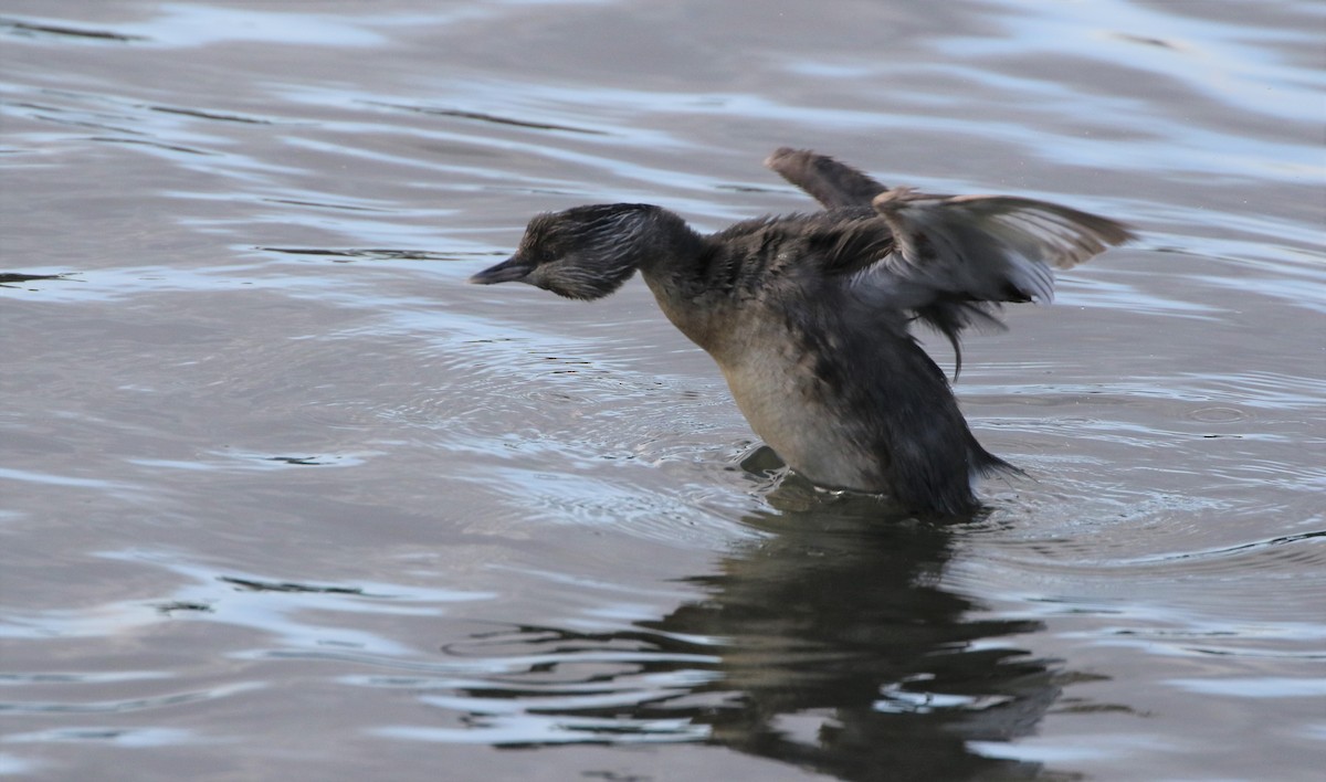 Hoary-headed Grebe - ML608893371