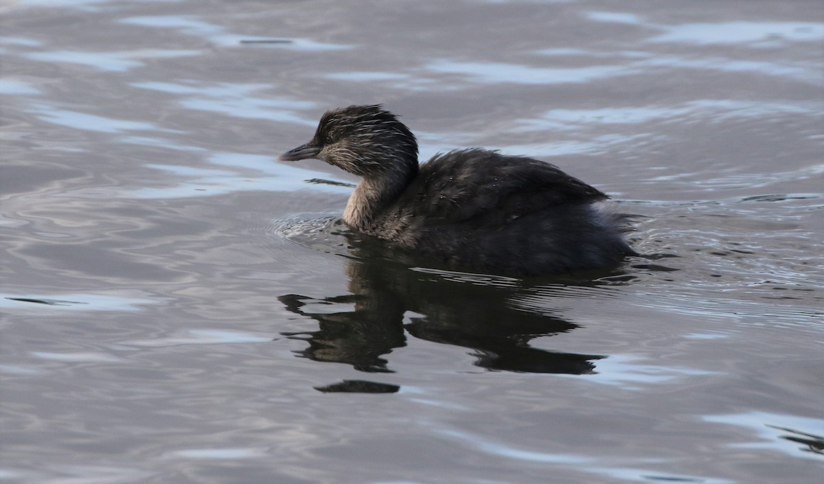 Hoary-headed Grebe - ML608893372