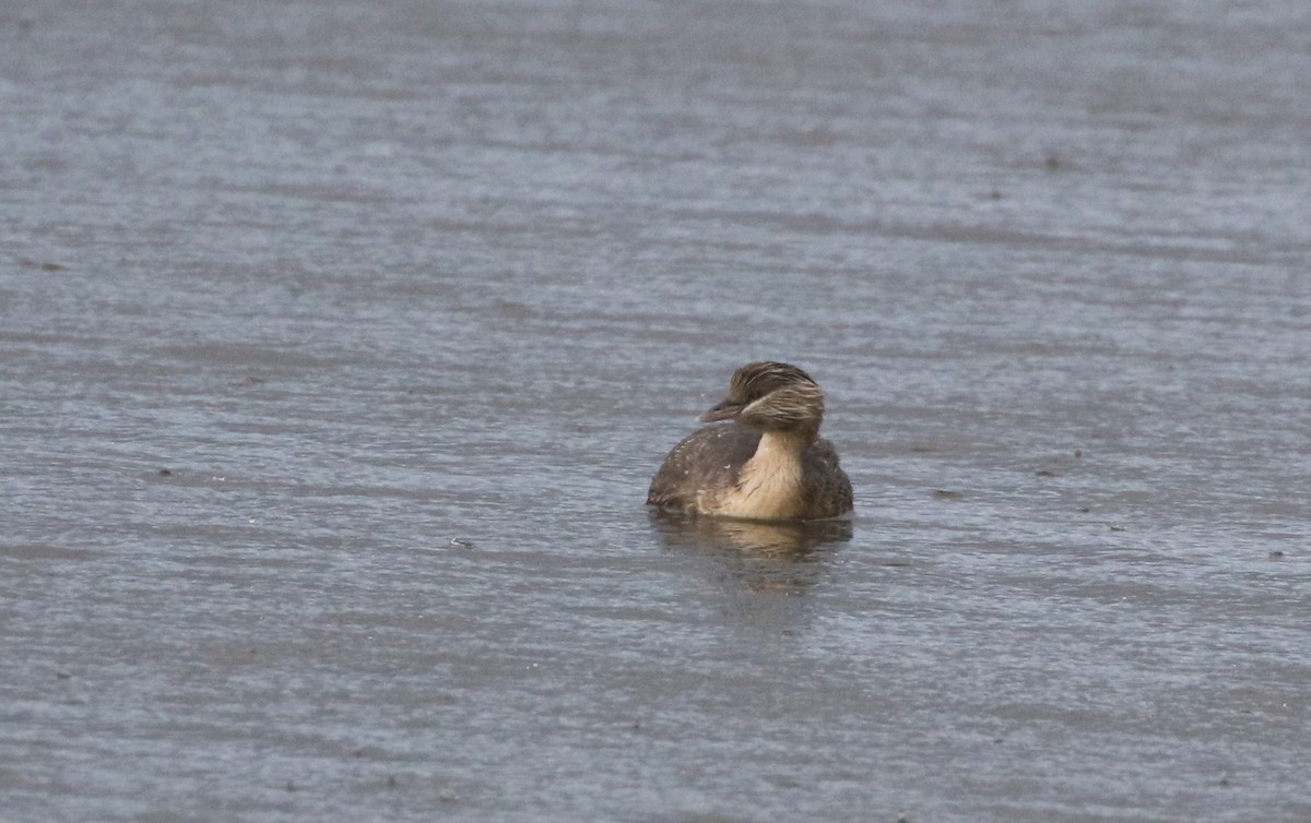 Hoary-headed Grebe - ML608893374