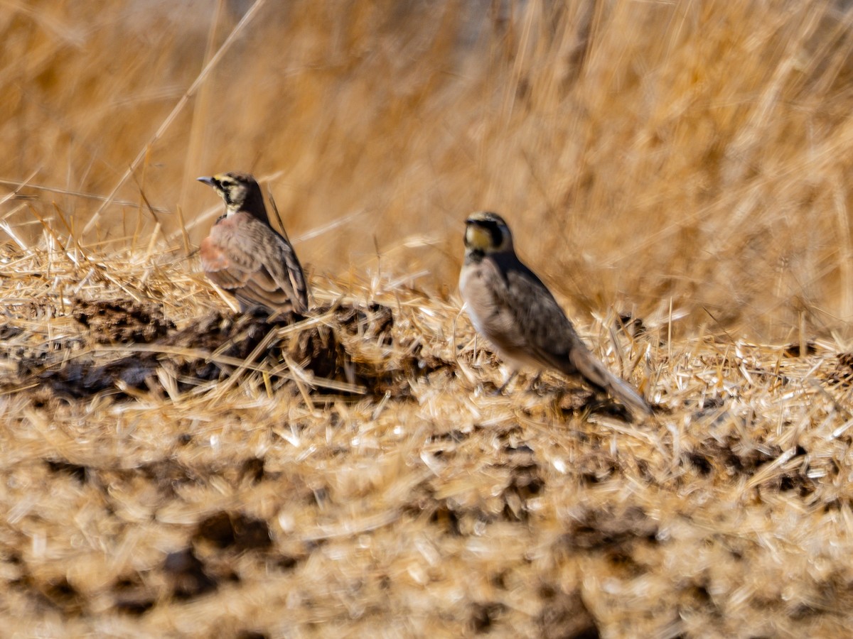 Horned Lark - Arnold Joe