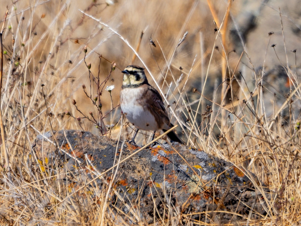 Horned Lark - ML608893381