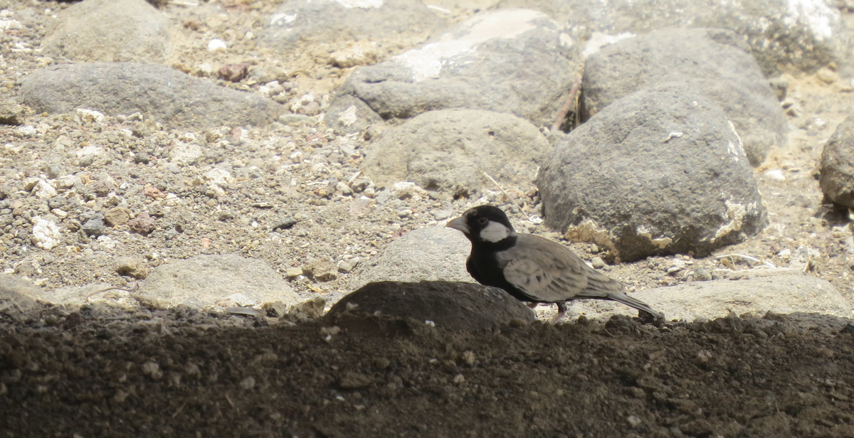 Black-crowned Sparrow-Lark - Luís Custódia