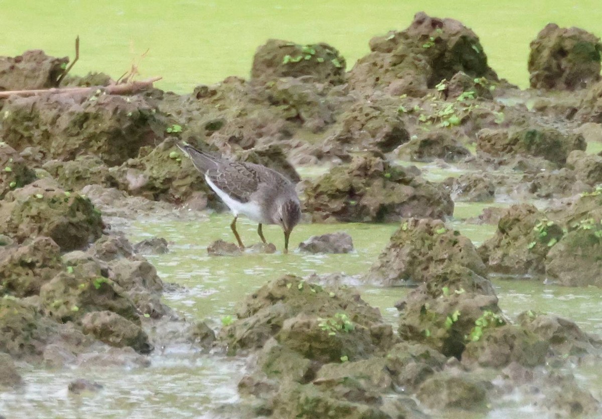 Temminck's Stint - ML608893448