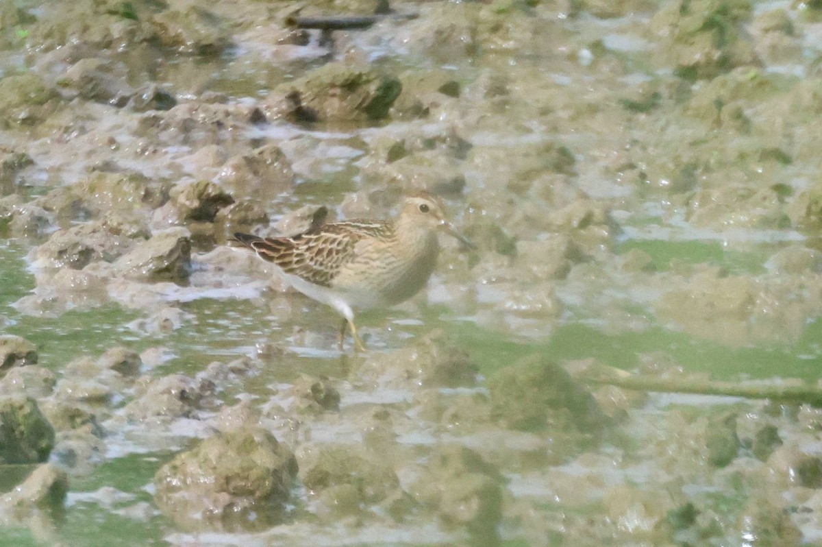 Graubrust-Strandläufer - ML608893453