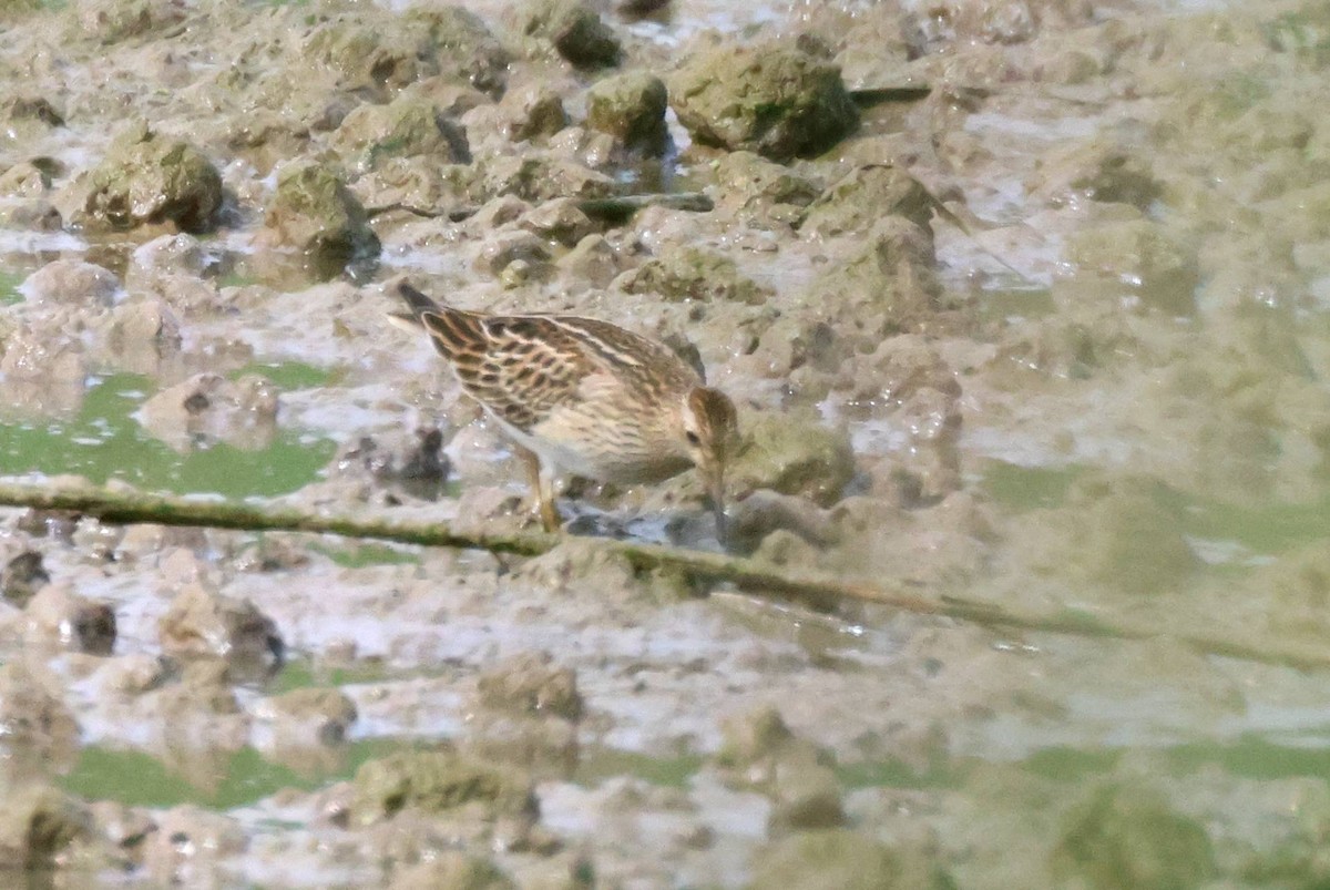 Pectoral Sandpiper - ML608893455